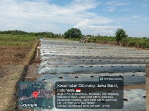 Petani Milenial di Cibalong Garut Keluhkan Cuaca Ekstrem dan Minimnya Dukungan Dinas Pertanian
