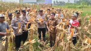 Perkuat Ketahanan Pangan, Desa Cibetok Panen Jagung dan Bawang di Lahan 1 Hektare