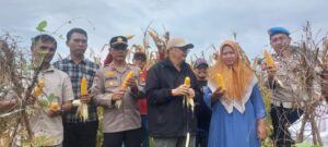 Kapolsek Kresek Pimpin Panen Jagung Hibrida di Desa Talok Kresek, Dukung Program Ketahanan Pangan