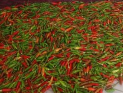  The Legend Cabai Rawit Bungbulang: Dari “Cabai Huma” yang Hampir Punah Menuju Potensi Unggulan Daerah