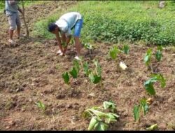 Dari Balik Tembok Lapas, Talas Kimpul Jadi Jalan Baru Menuju Kemandirian