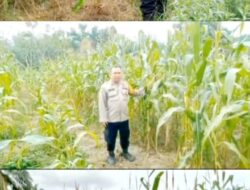 Polsek Mandau Rencanakan Panen Raya Jagung di Desa Harapan Baru